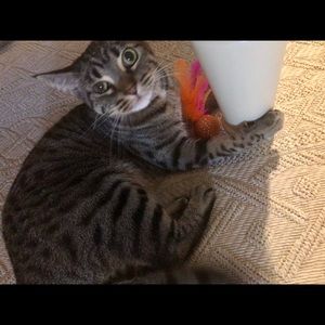 Meet your Posher, Tabitha